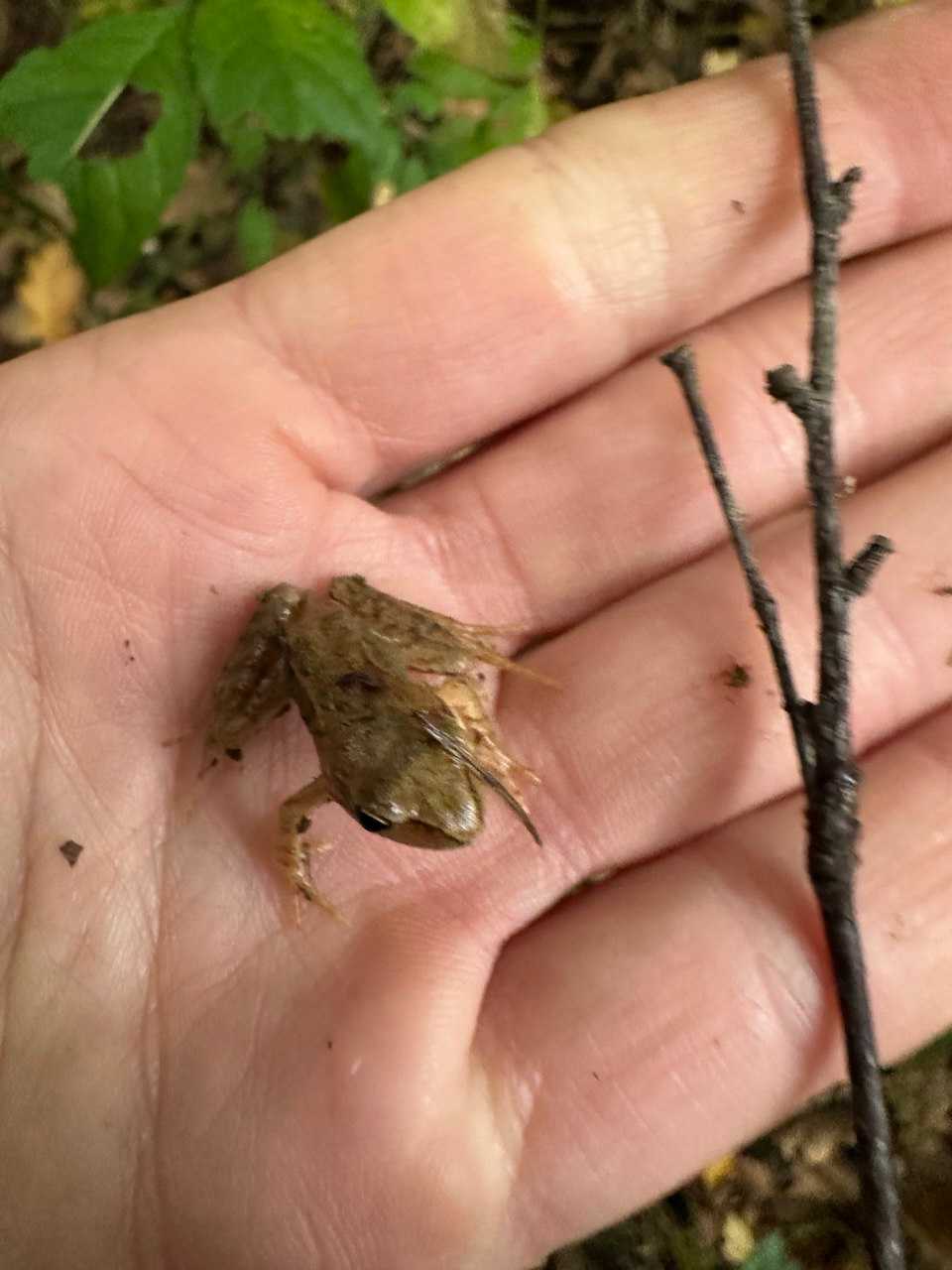 Klasse 1b und 3b – Unser Ausflug in die Aubinger Lohe