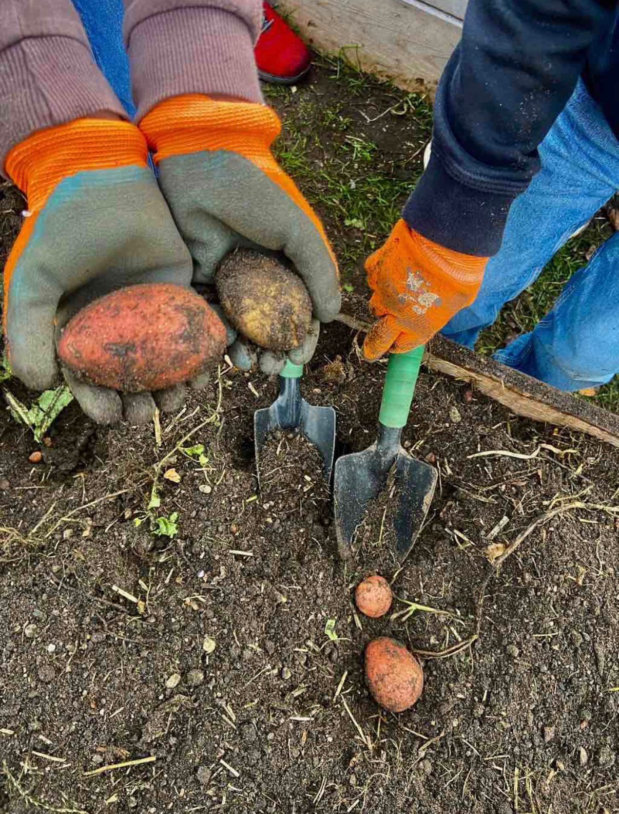 Kartoffelernte an der Schäferwiese